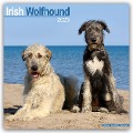 Irish Wolfhound - Irischer Wolfshund 2025 - 16-Monatskalender - Avonside Publishing Ltd.