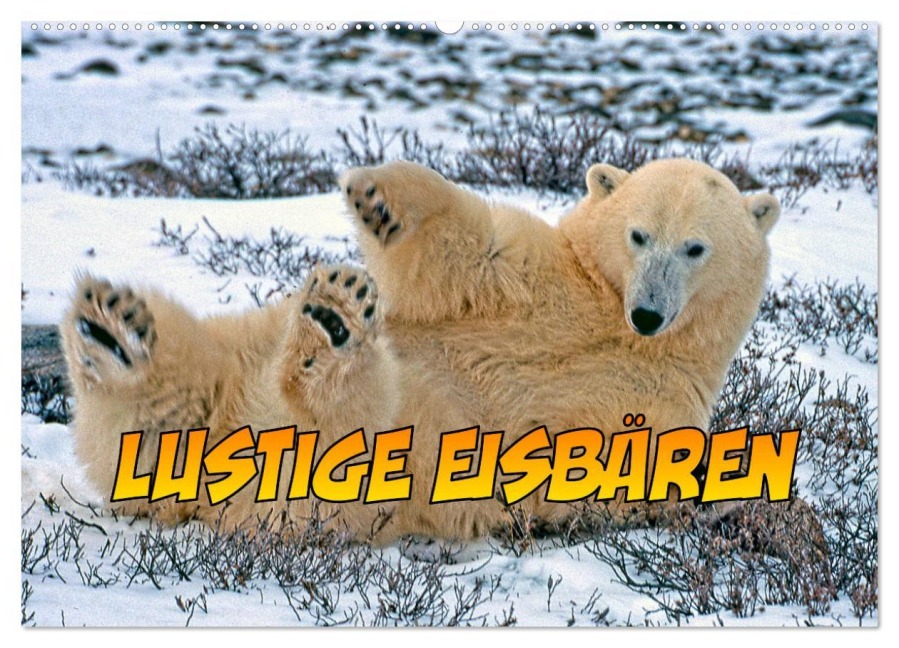 Lustige Eisbären (Wandkalender 2026 DIN A2 quer), CALVENDO Monatskalender - Joern Stegen