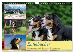 Cover-Bild zum Titel 'Entlebucher - Temperamentvolle Schweizer Sennenhunde (Wandkalender 2026 DIN A4 quer), CALVENDO Monatskalender' von 'Jana K. Fotografie'