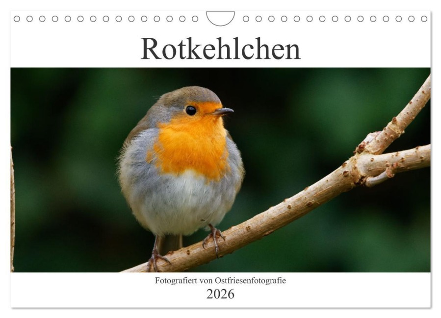 Rotkehlchen - Fotografiert von Ostfriesenfotografie (Wandkalender 2026 DIN A4 quer), CALVENDO Monatskalender - Christina Betten - Ostfriesenfotografie