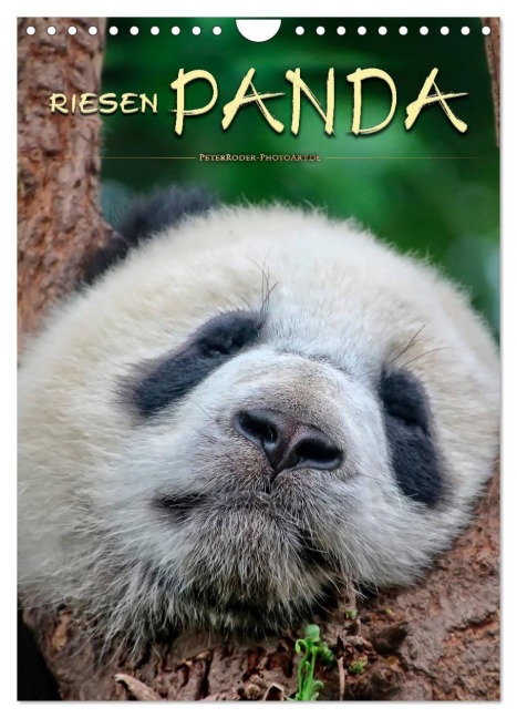 Riesenpanda (Wandkalender 2026 DIN A4 hoch), CALVENDO Monatskalender - Peter Roder