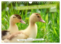 Entzückende Entenküken (Wandkalender 2026 DIN A4 quer), CALVENDO Monatskalender - Sabine Löwer