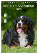Berner Sennenhund 2026 (Tischkalender 2026 DIN A5 hoch), CALVENDO Monatskalender - Sigrid Starick