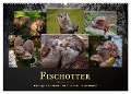 Fischotter - putzige Kerlchen und elegante Schwimmer (Wandkalender 2025 DIN A2 quer), CALVENDO Monatskalender - Peter Roder