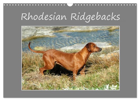 Rhodesian Ridgebacks (Wandkalender 2024 DIN A3 quer), CALVENDO Monatskalender - Anke van Wyk - www. germanpix. net