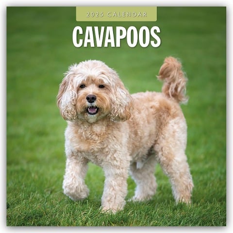 Cavapoos - Cavapoo 2025 - 16-Monatskalender - 