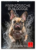 Französische Bulldogge - ein Hund für die Familie (Wandkalender 2025 DIN A2 hoch), CALVENDO Monatskalender - Peter Roder