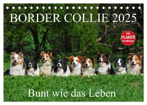 Border Collie 2025 (Tischkalender 2025 DIN A5 quer), CALVENDO Monatskalender - Sigrid Starick