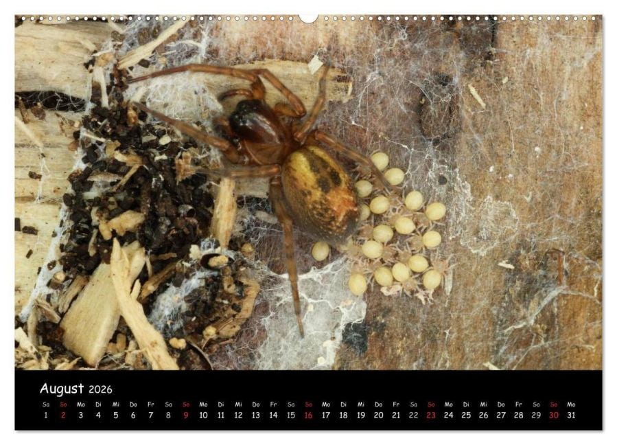 InsideView 12