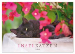 Inselkatzen (Wandkalender 2026 DIN A2 quer), CALVENDO Monatskalender - Christina Krutz