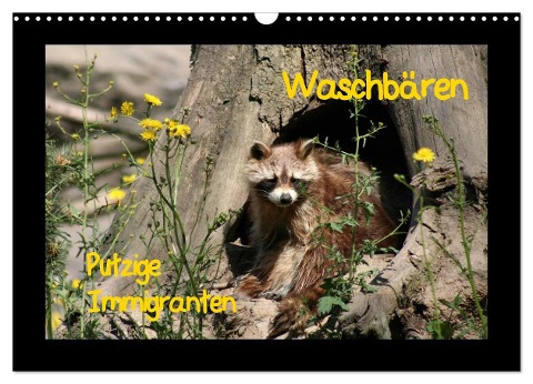 Waschbären (Wandkalender 2024 DIN A3 quer), CALVENDO Monatskalender - Antje Lindert-Rottke