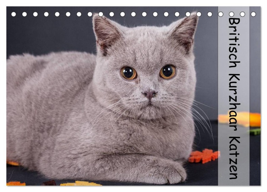 Britisch Kurzhaar Katzen (Tischkalender 2026 DIN A5 quer), CALVENDO Monatskalender - Gabriela Wejat-Zaretzke