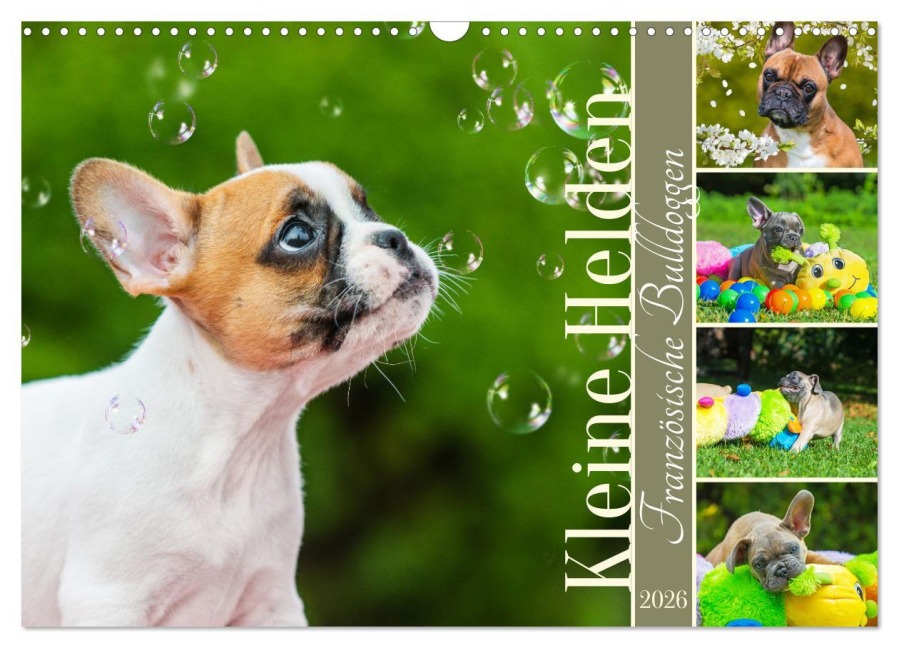 Kleine Helden - Französische Bulldoggen (Wandkalender 2026 DIN A3 quer), CALVENDO Monatskalender - Sigrid Starick