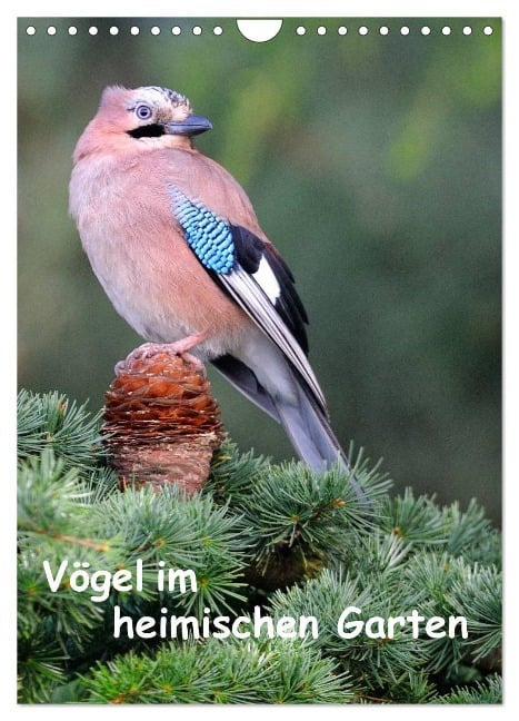 Vögel im heimischen Garten (Wandkalender 2025 DIN A4 hoch), CALVENDO Monatskalender - Dieter Wilczek