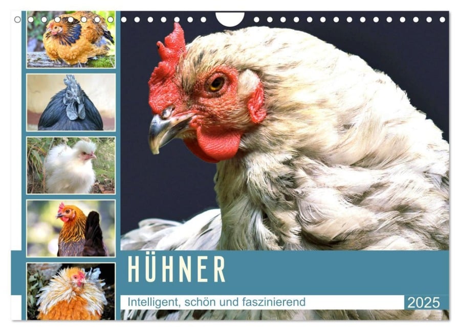 Hühner. Intelligent, schön und faszinierend (Wandkalender 2025 DIN A4 quer), CALVENDO Monatskalender - Rose Hurley