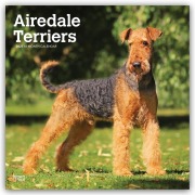 Cover-Bild zum Titel 'Airedale Terrier 2027 - 16-Monatskalender' von 'Browntrout Publishers'