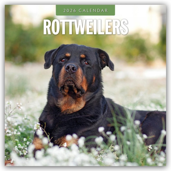Rottweilers - Rottweiler 2026 - 16-Monatskalender - Robin Red