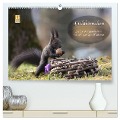 Eichhörnchen - Lustige Kurzgeschichten mit den quirligen Wildtieren (hochwertiger Premium Wandkalender 2025 DIN A2 quer), Kunstdruck in Hochglanz - Birgit Cerny