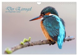 Cover-Bild zum Titel 'Der Eisvogel (Wandkalender 2026 DIN A4 quer), CALVENDO Monatskalender' von 'Wolfgang Brandmeier'