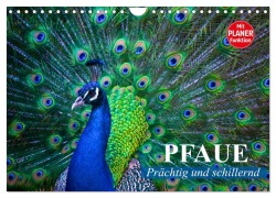 Cover-Bild zum Titel 'Pfaue. Prächtig und schillernd (Wandkalender 2026 DIN A4 quer), CALVENDO Monatskalender' von 'Elisabeth Stanzer'