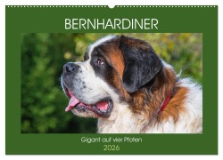 Cover-Bild zum Titel 'Bernhardiner - Gigant auf vier Pfoten (Wandkalender 2026 DIN A2 quer), CALVENDO Monatskalender' von 'Sigrid Starick'