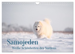 Cover-Bild zum Titel 'Samojeden - Liebenswerte Fellkugeln (Wandkalender 2026 DIN A4 quer), CALVENDO Monatskalender' von 'Annett Mirsberger'