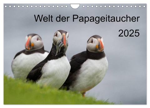 Welt der Papageitaucher (Wandkalender 2025 DIN A4 quer), CALVENDO Monatskalender - Anna-Barbara Utelli