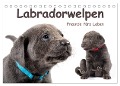 Labradorwelpen - Freunde fürs Leben (Tischkalender 2025 DIN A5 quer), CALVENDO Monatskalender - Photodesign Krätschmer