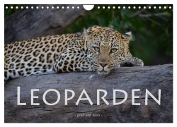 Cover-Bild zum Titel 'Leoparden - groß und klein (Wandkalender 2026 DIN A4 quer), CALVENDO Monatskalender' von 'Robert Styppa'