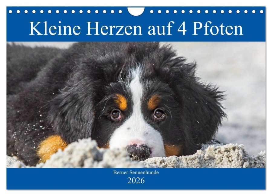 Kleine Herzen auf 4 Pfoten - Berner Sennenhunde (Wandkalender 2026 DIN A4 quer), CALVENDO Monatskalender - Sigrid Starick