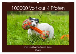 100000 Volt auf vier Pfoten - Jack und Parson Russell Terrier (Wandkalender 2026 DIN A2 quer), CALVENDO Monatskalender - Sigrid Starick