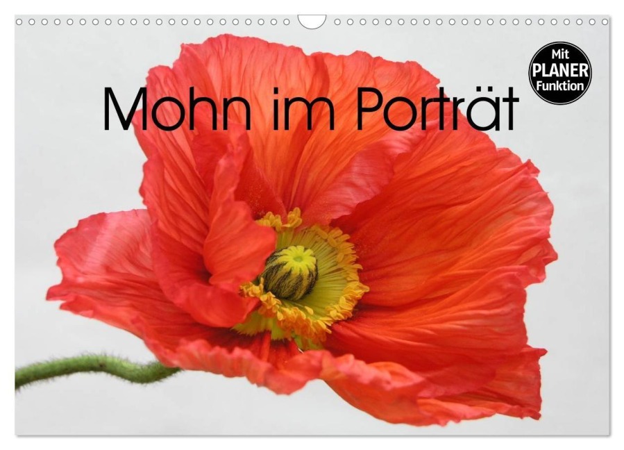 Mohn im Porträt (Wandkalender 2027 DIN A3 quer), CALVENDO Monatskalender - Gisela Kruse