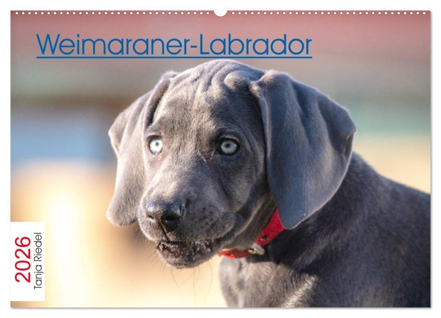 Weimaraner-Labrador (Wandkalender 2026 DIN A2 quer), CALVENDO Monatskalender - Tanja Riedel