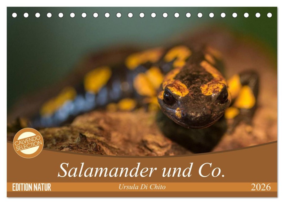 Salamander und Co. (Tischkalender 2026 DIN A5 quer), CALVENDO Monatskalender - Ursula Di Chito