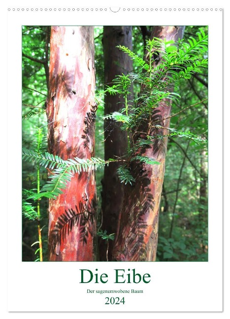 Die Eibe - Der sagenumwobene Baum (Wandkalender 2024 DIN A2 hoch), CALVENDO Monatskalender - Claudia Schimmack