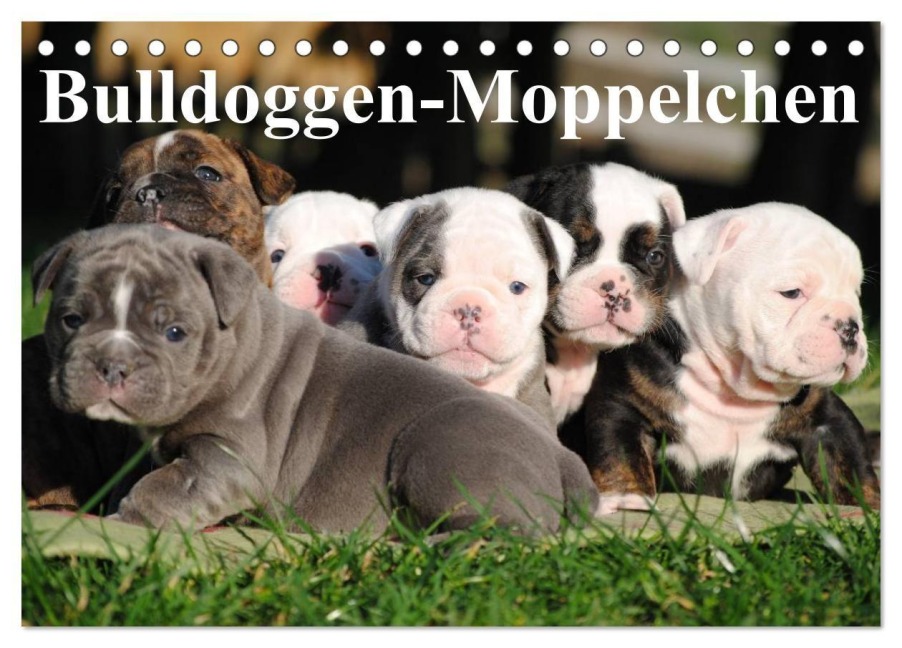 Bulldoggen-Moppelchen (Tischkalender 2027 DIN A5 quer), CALVENDO Monatskalender - Elisabeth Stanzer