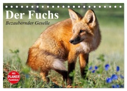 Der Fuchs. Bezaubernder Geselle (Tischkalender 2026 DIN A5 quer), CALVENDO Monatskalender - Elisabeth Stanzer