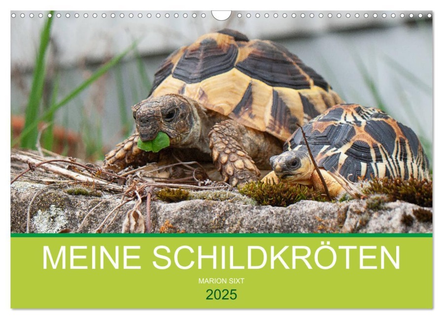 Meine Schildkröten (Wandkalender 2025 DIN A3 quer), CALVENDO Monatskalender - Marion Sixt