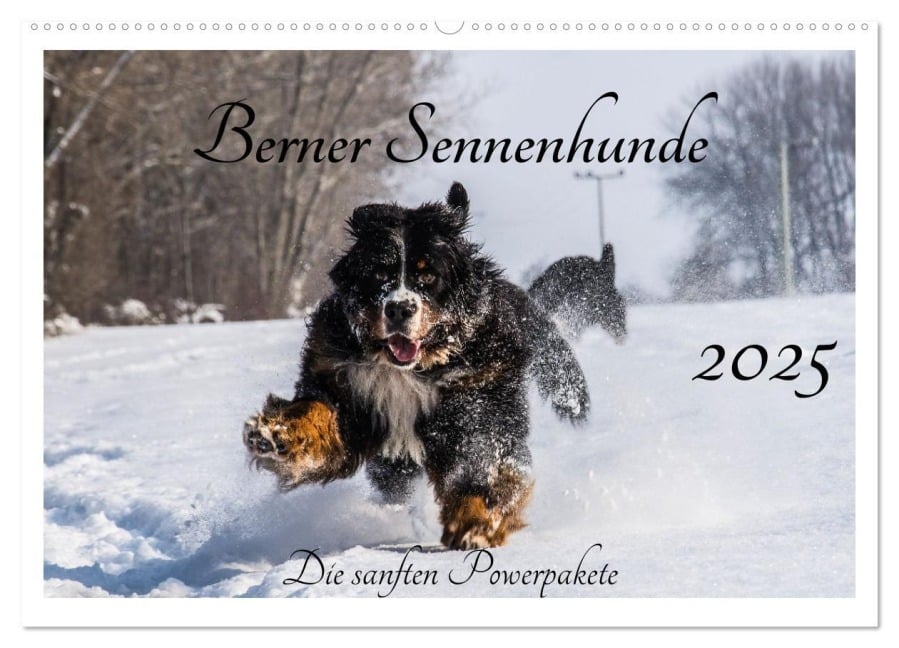 Berner Sennenhunde - Die sanften Powerpakete (Wandkalender 2025 DIN A2 quer), CALVENDO Monatskalender - Jana K. Fotografie