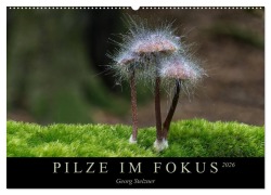 Cover-Bild zum Titel 'PILZE IM FOKUS 2026 (Wandkalender 2026 DIN A2 quer), CALVENDO Monatskalender' von 'Georg Stelzner'