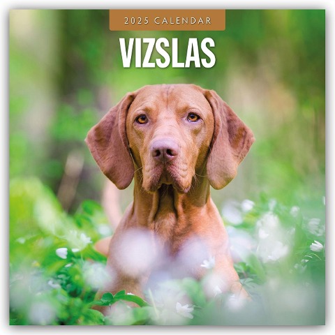 Vizslas - Magyar Vizsla - Kurzhaariger Ungarischer Vorstehhund 2025 - 16-Monatskalender - 