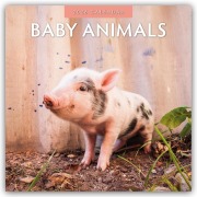 Baby Animals - Tierkinder - Tierbabys 2026 - 16-Monatskalender - Robin Red