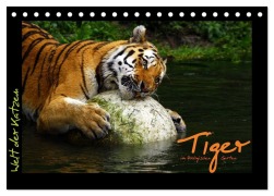 Cover-Bild zum Titel 'Welt der Katzen - Tiger (Tischkalender 2026 DIN A5 quer), CALVENDO Monatskalender' von 'Marcus Skupin'