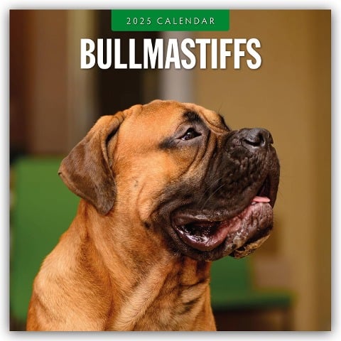 Bullmastiffs - Bullmastiff 2025 - 16-Monatskalender - 