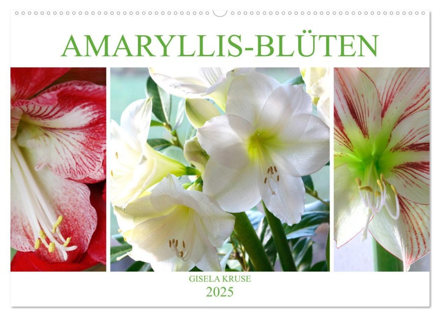 Amaryllis-Blüten (Wandkalender 2025 DIN A2 quer), CALVENDO Monatskalender - Gisela Kruse