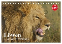 Cover-Bild zum Titel 'Löwen in freier Wildbahn (Tischkalender 2026 DIN A5 quer), CALVENDO Monatskalender' von 'Elisabeth Stanzer'