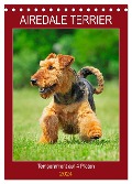 Airedale Terrier - Temperament auf 4 Pfoten (Tischkalender 2024 DIN A5 hoch), CALVENDO Monatskalender - Sigrid Starick