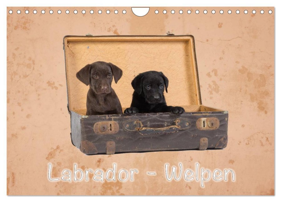 Labrador - Welpen (Wandkalender 2026 DIN A4 quer), CALVENDO Monatskalender - Heiko Eschrich -Heschfoto