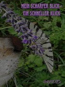 Cover-Bild zum Titel 'mein _scharfer_BLICK¿ein_schneller-KLICK¿IDEE+GLÜCK' von 'RAYMONDi'