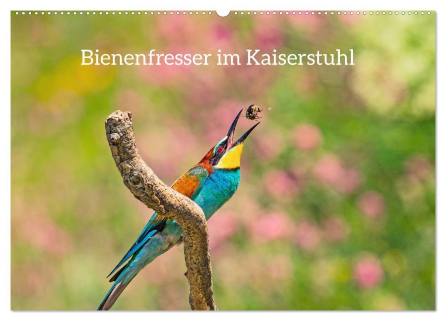 Bienenfresser im Kaiserstuhl (Wandkalender 2026 DIN A2 quer), CALVENDO Monatskalender - Ruth Namuth